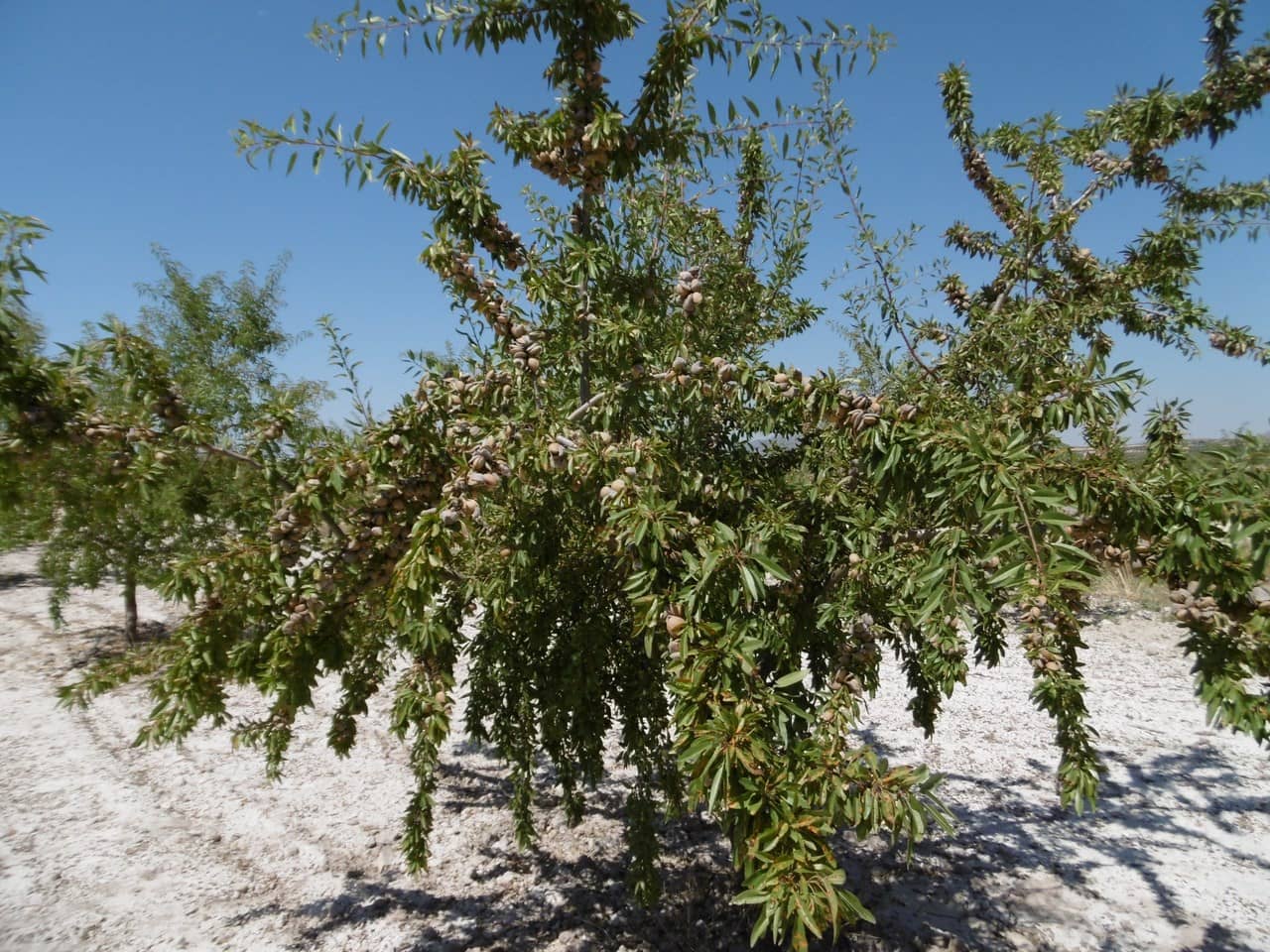 Terre non Aménagée à vendre à Jumilla - 525 000 € (Ref: 9061813)