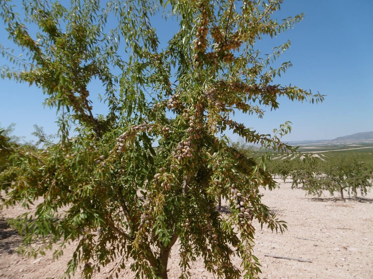 Terre non Aménagée à vendre à Jumilla - 525 000 € (Ref: 9061813)