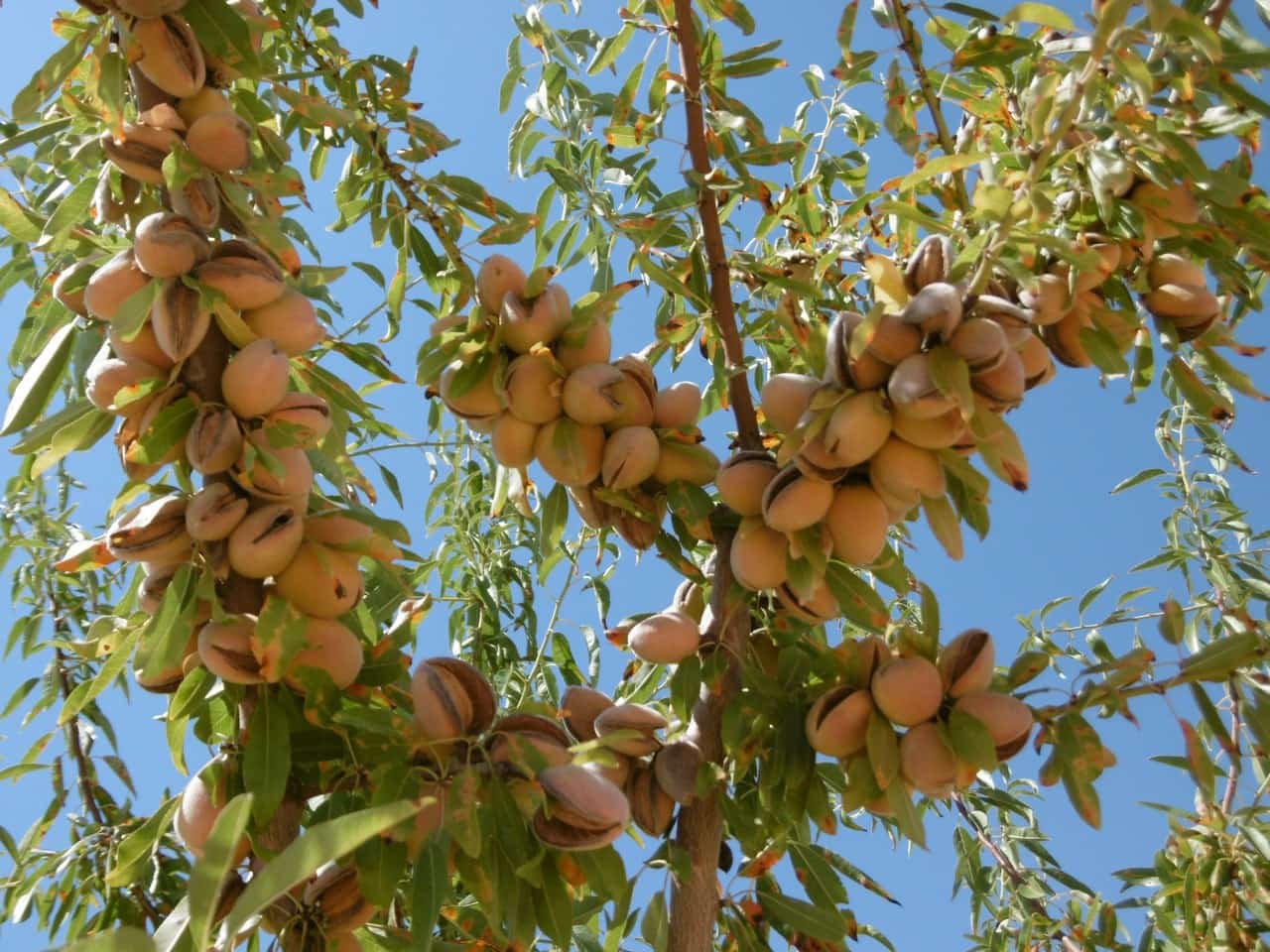 Terre non Aménagée à vendre à Jumilla - 525 000 € (Ref: 9061813)