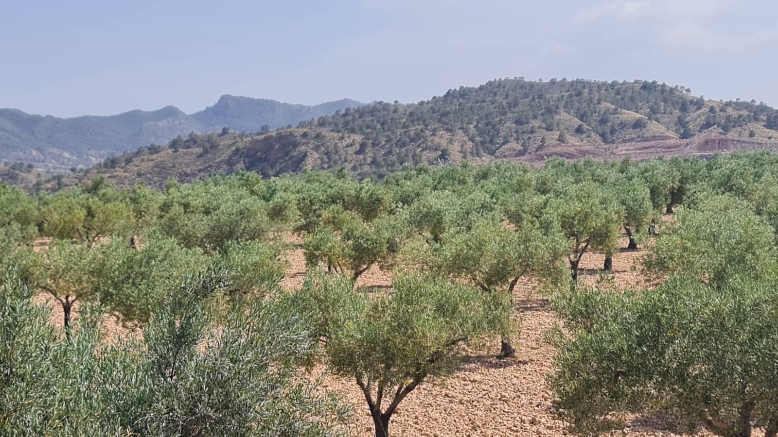 Terreno/Finca Rústica en Macisvenda en venta - 47.995 € (Ref: 9081827)
