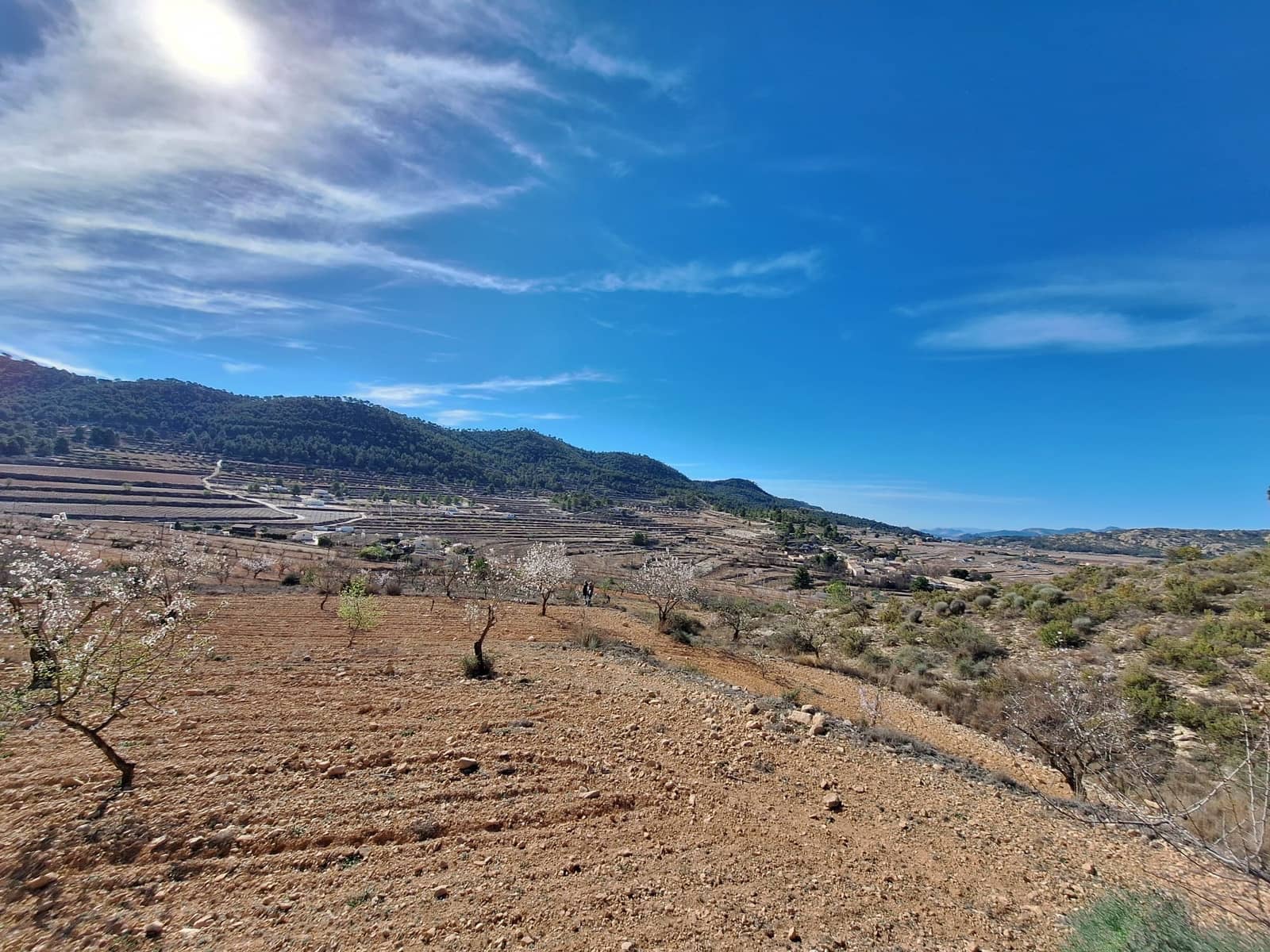 Grond te koop in Pinoso - € 80.000 (Ref: 9081834)