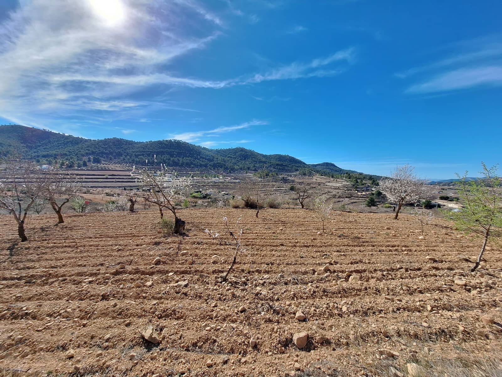 Grond te koop in Pinoso - € 80.000 (Ref: 9081834)