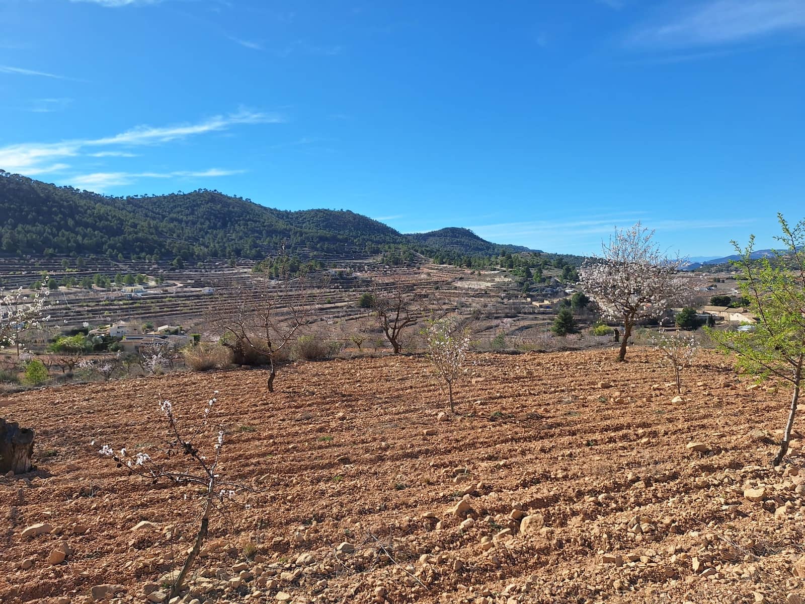 Grond te koop in Pinoso - € 80.000 (Ref: 9081834)