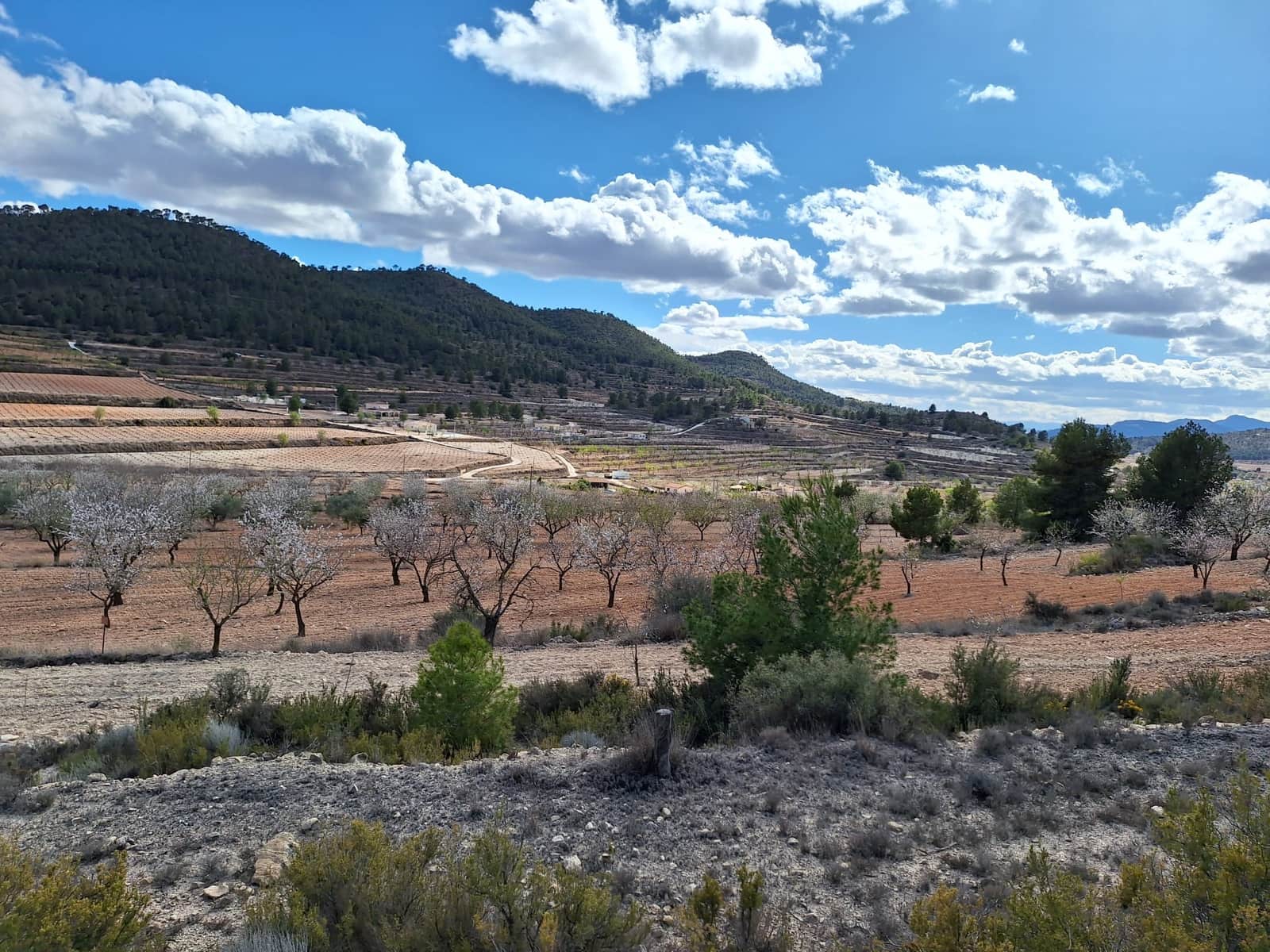 Grond te koop in Pinoso - € 80.000 (Ref: 9081834)