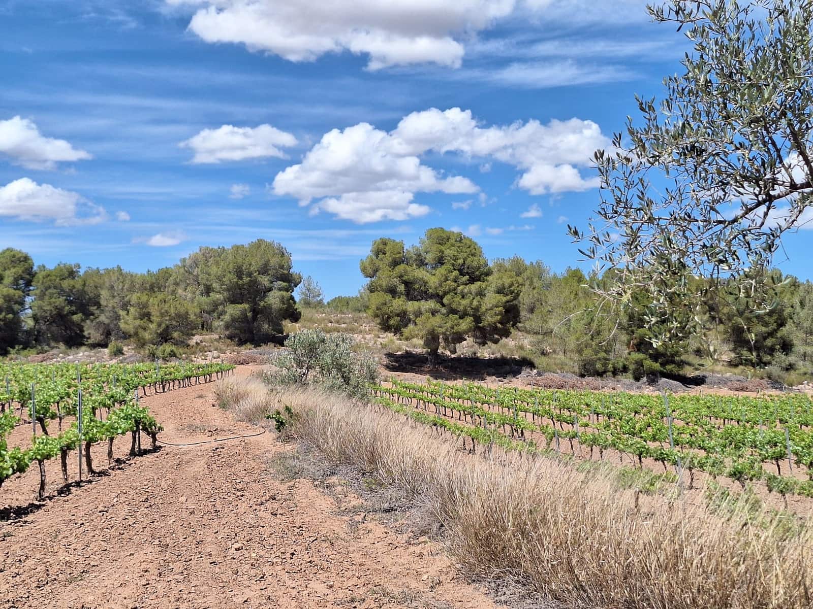 Ubebygd land til salgs i Pinoso - € 80 000 (Ref: 9081839)