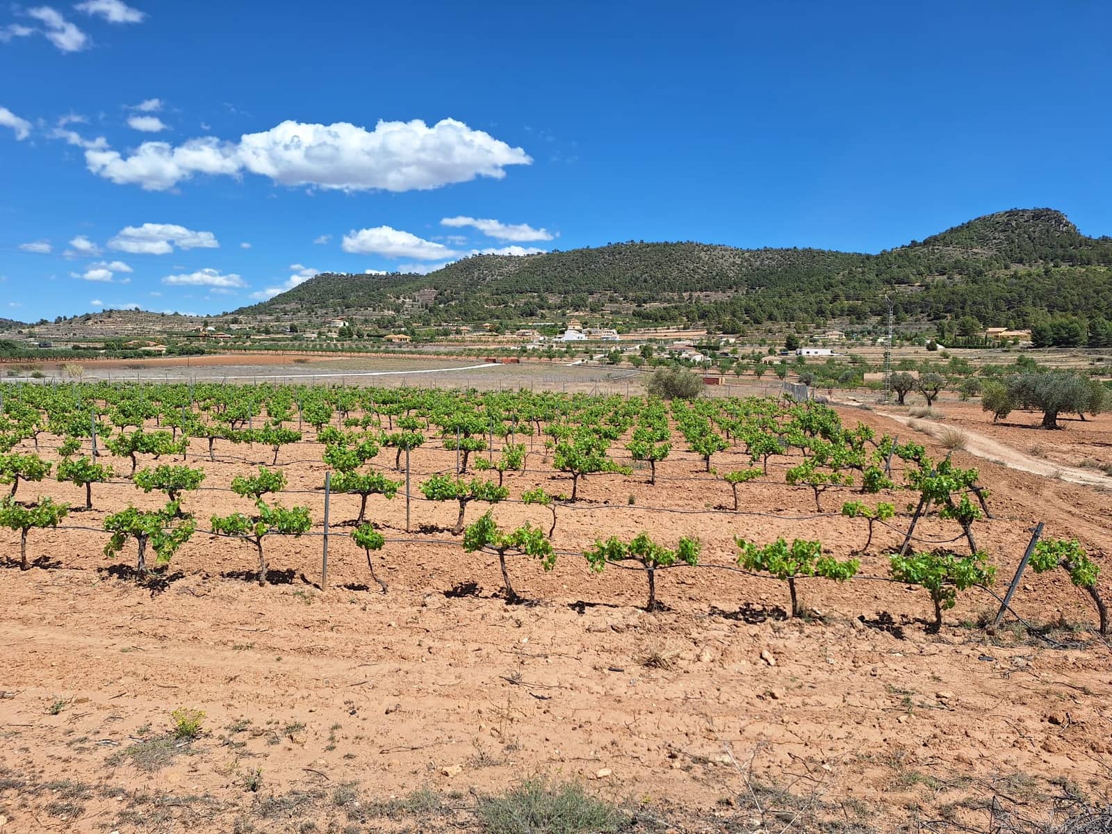 Ubebygd land til salgs i Pinoso - € 80 000 (Ref: 9081839)