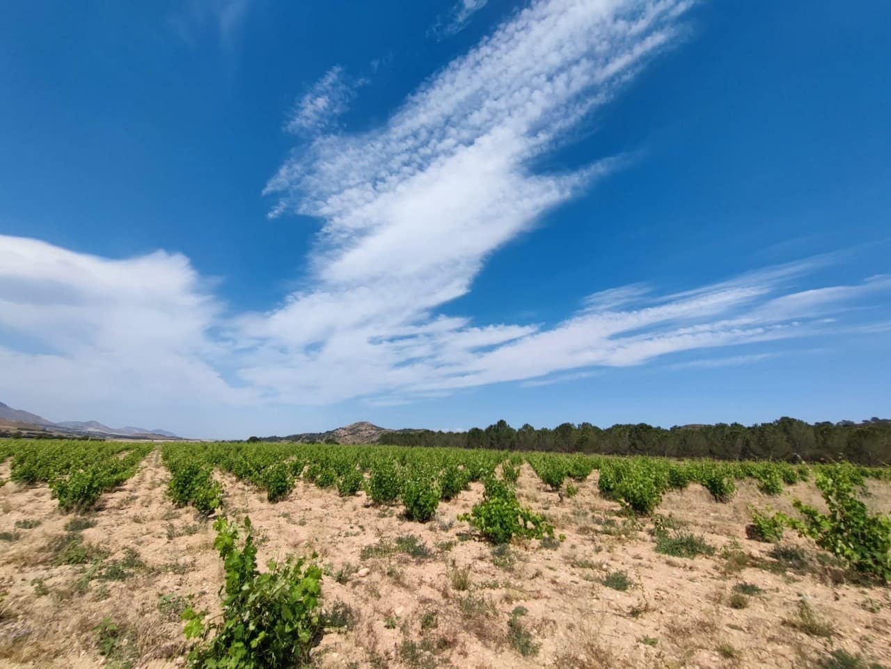 10 chambre Finca/Maison de Campagne à vendre à Yecla avec garage - 675 000 € (Ref: 9087518)