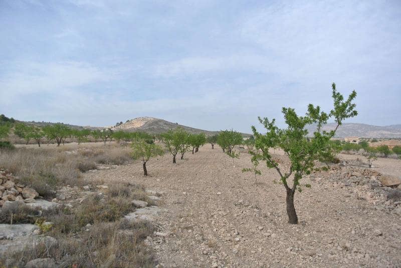 Undeveloped Land for sale in Jumilla - € 27,995 (Ref: 9105156)