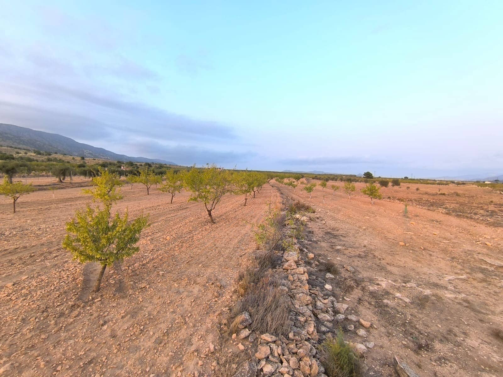 Ubebygd land til salgs i Pinoso - € 31 990 (Ref: 9193449)