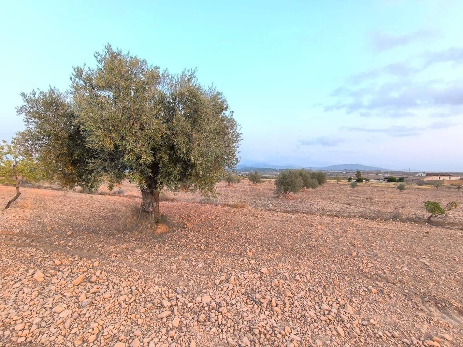 Ubebygd land til salgs i Pinoso - € 31 990 (Ref: 9193449)