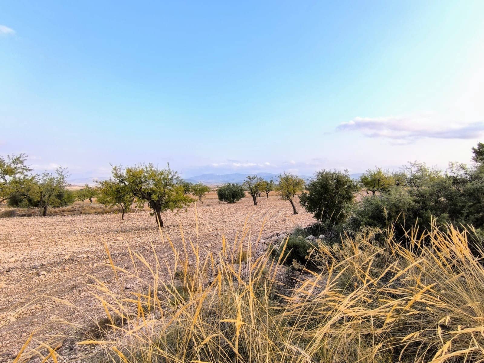 Undeveloped Land for sale in Pinoso - € 25,000 (Ref: 9193450)