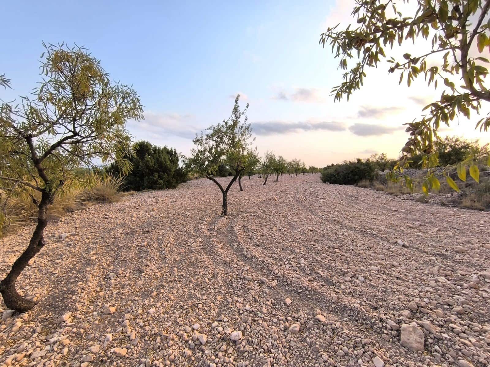 Undeveloped Land for sale in Pinoso - € 25,000 (Ref: 9193450)