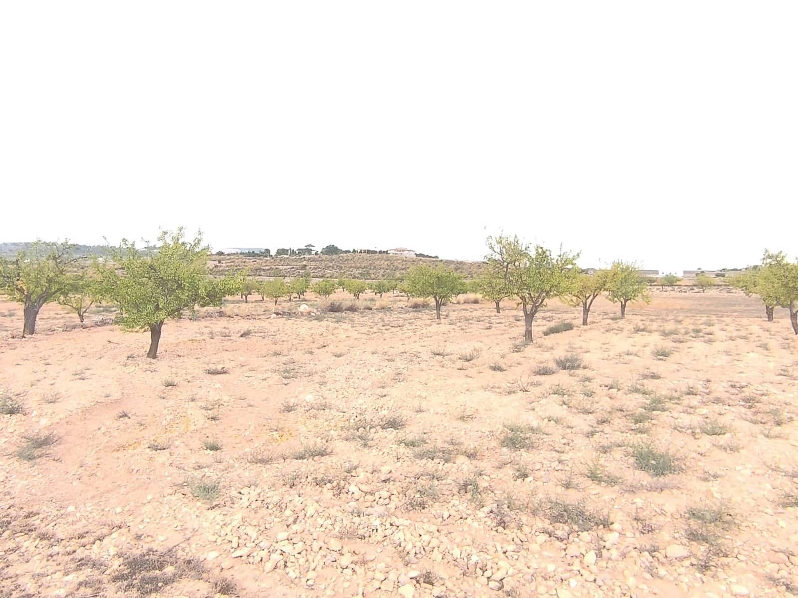 Undeveloped Land for sale in Pinoso - € 75,995 (Ref: 9205483)