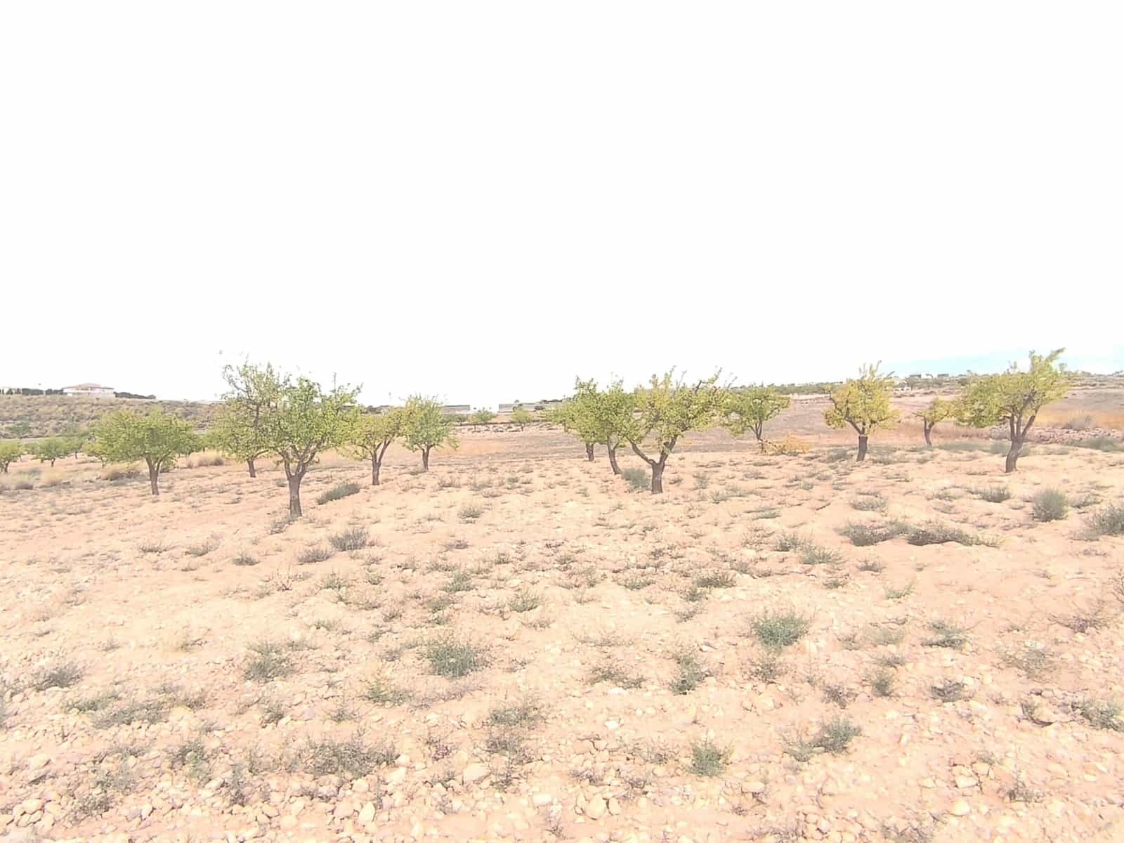Undeveloped Land for sale in Pinoso - € 75,995 (Ref: 9205483)