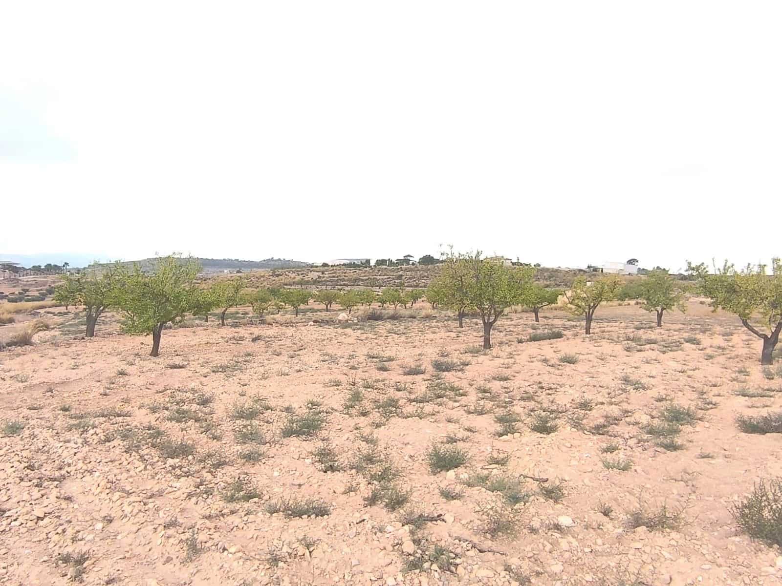 Undeveloped Land for sale in Pinoso - € 75,995 (Ref: 9205483)