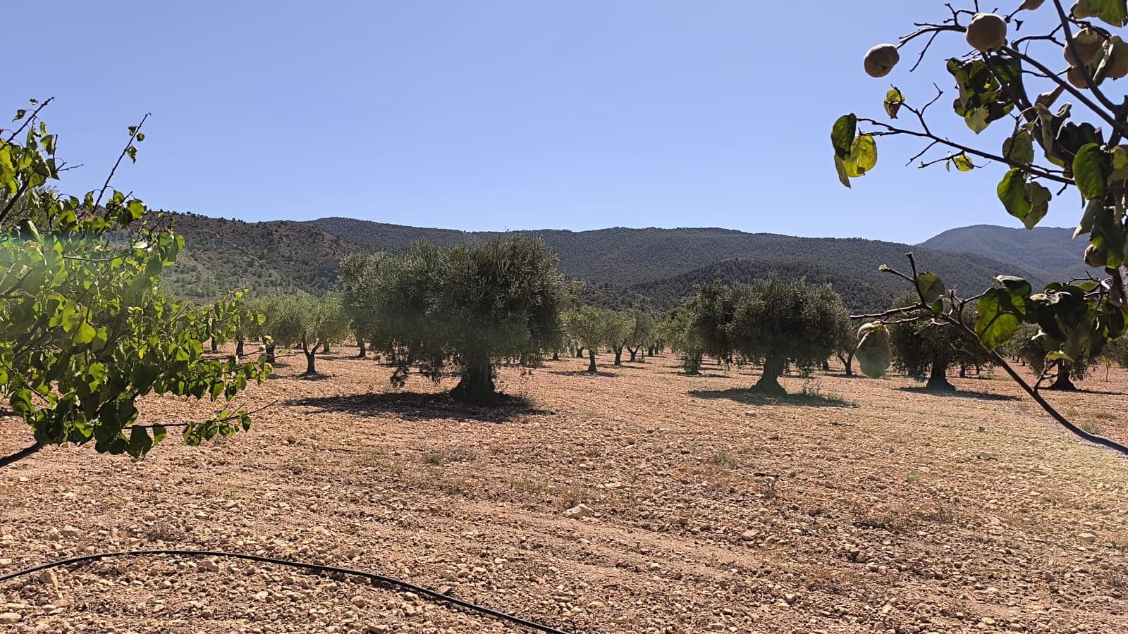 2 chambre Finca/Maison de Campagne à vendre à Yecla avec garage - 79 990 € (Ref: 9207970)