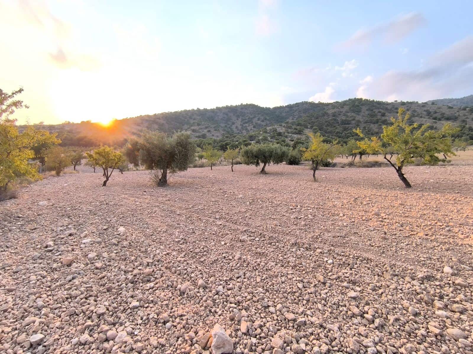 Terre non Aménagée à vendre à Pinoso - 9 990 € (Ref: 9216944)