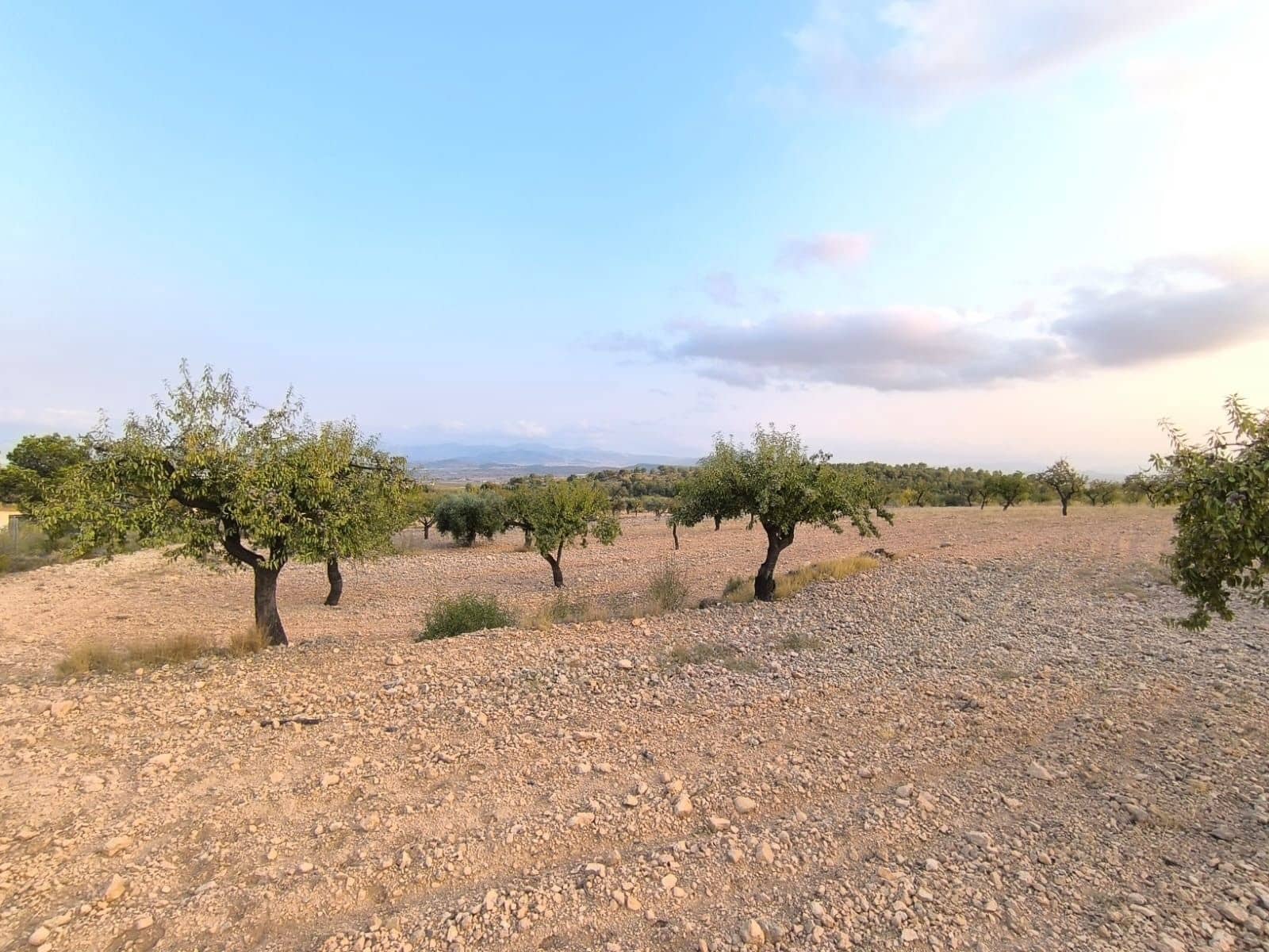 Undeveloped Land for sale in Pinoso - € 9,990 (Ref: 9216944)