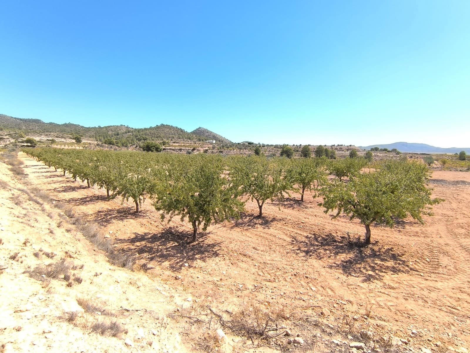 Grond te koop in Monovar / Monover - € 23.990 (Ref: 9226019)