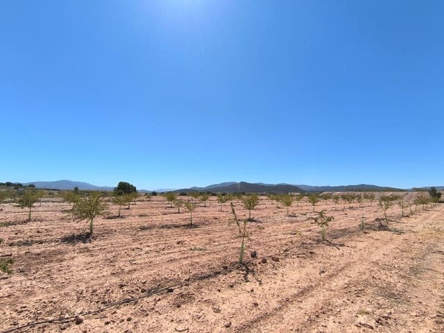 Terre non Aménagée à vendre à Monóvar / Monóver - 23 990 € (Ref: 9226019)