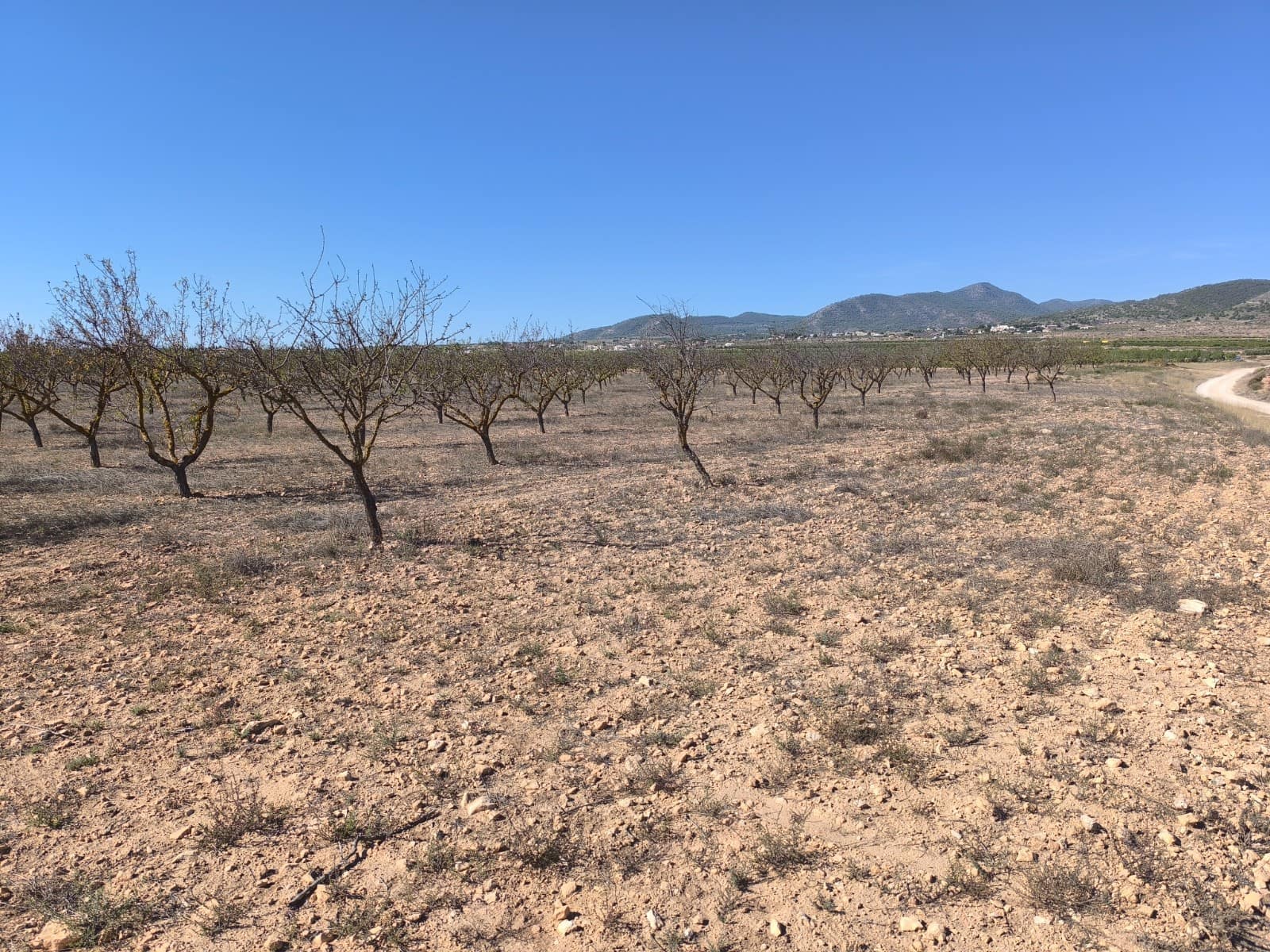 Grond te koop in Pinoso - € 115.000 (Ref: 9285670)