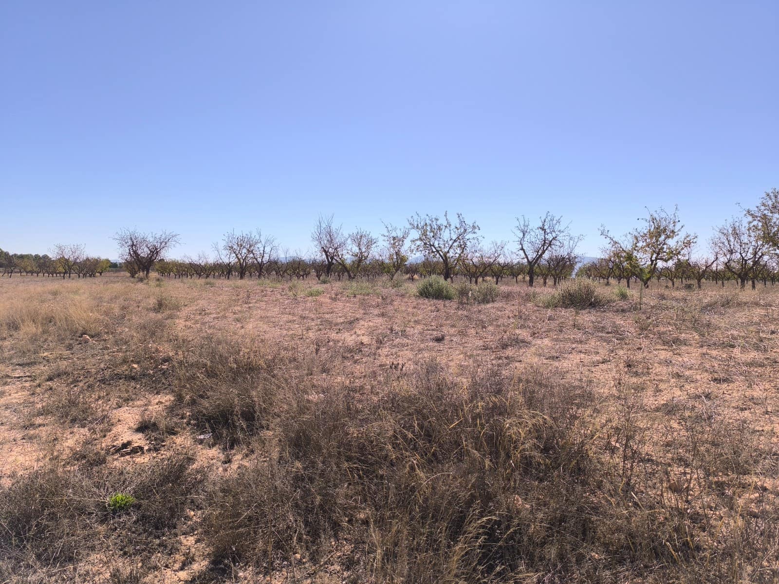 Grond te koop in Pinoso - € 115.000 (Ref: 9285670)