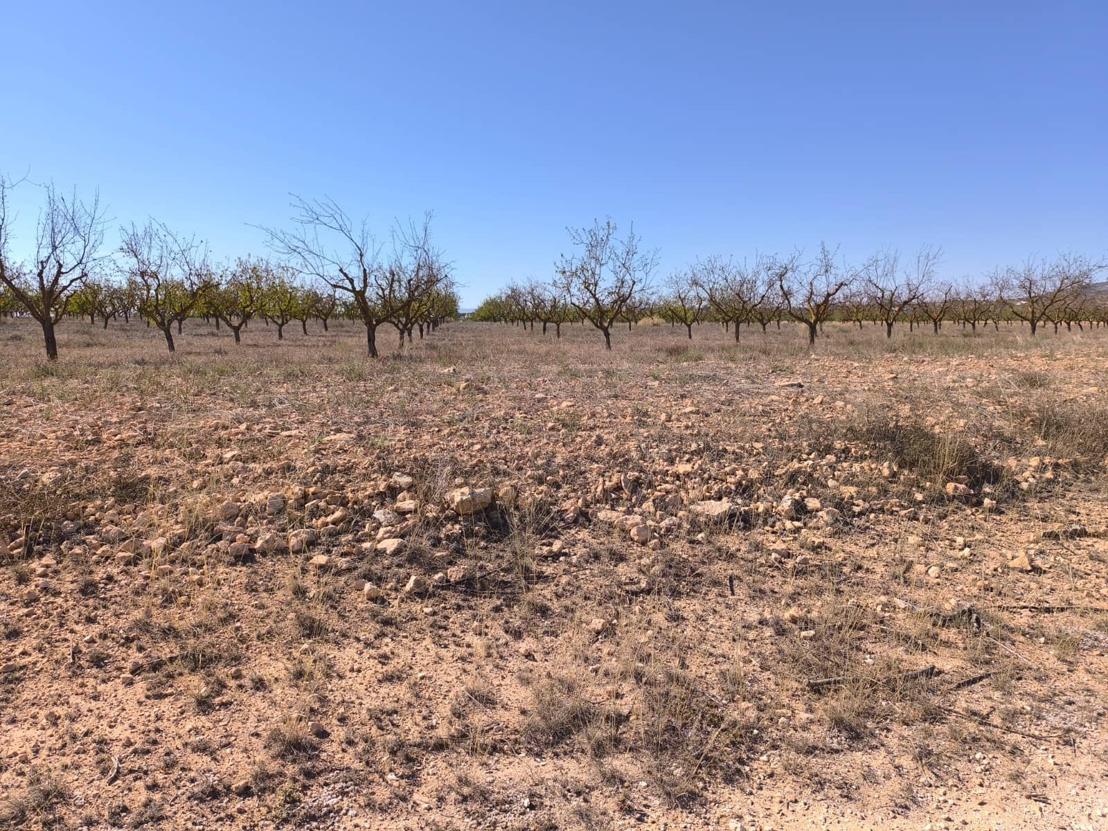 Grond te koop in Pinoso - € 115.000 (Ref: 9285670)