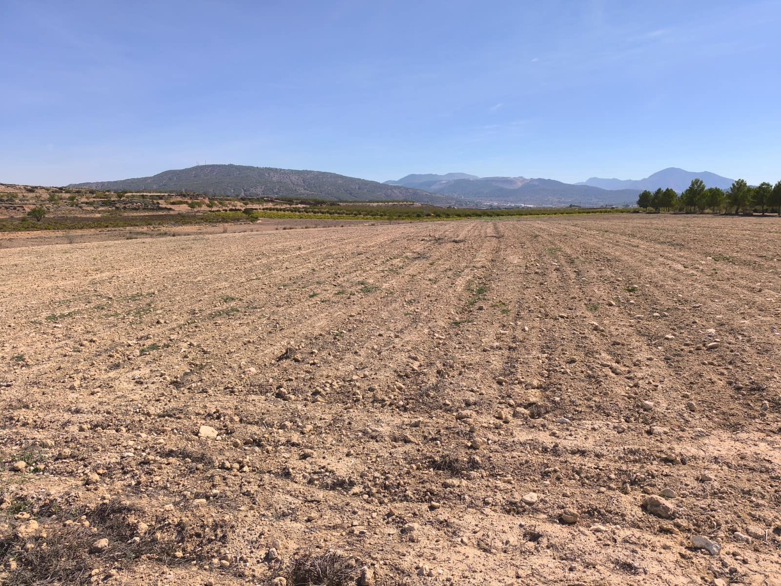 Terre non Aménagée à vendre à Pinoso - 145 000 € (Ref: 9293936)