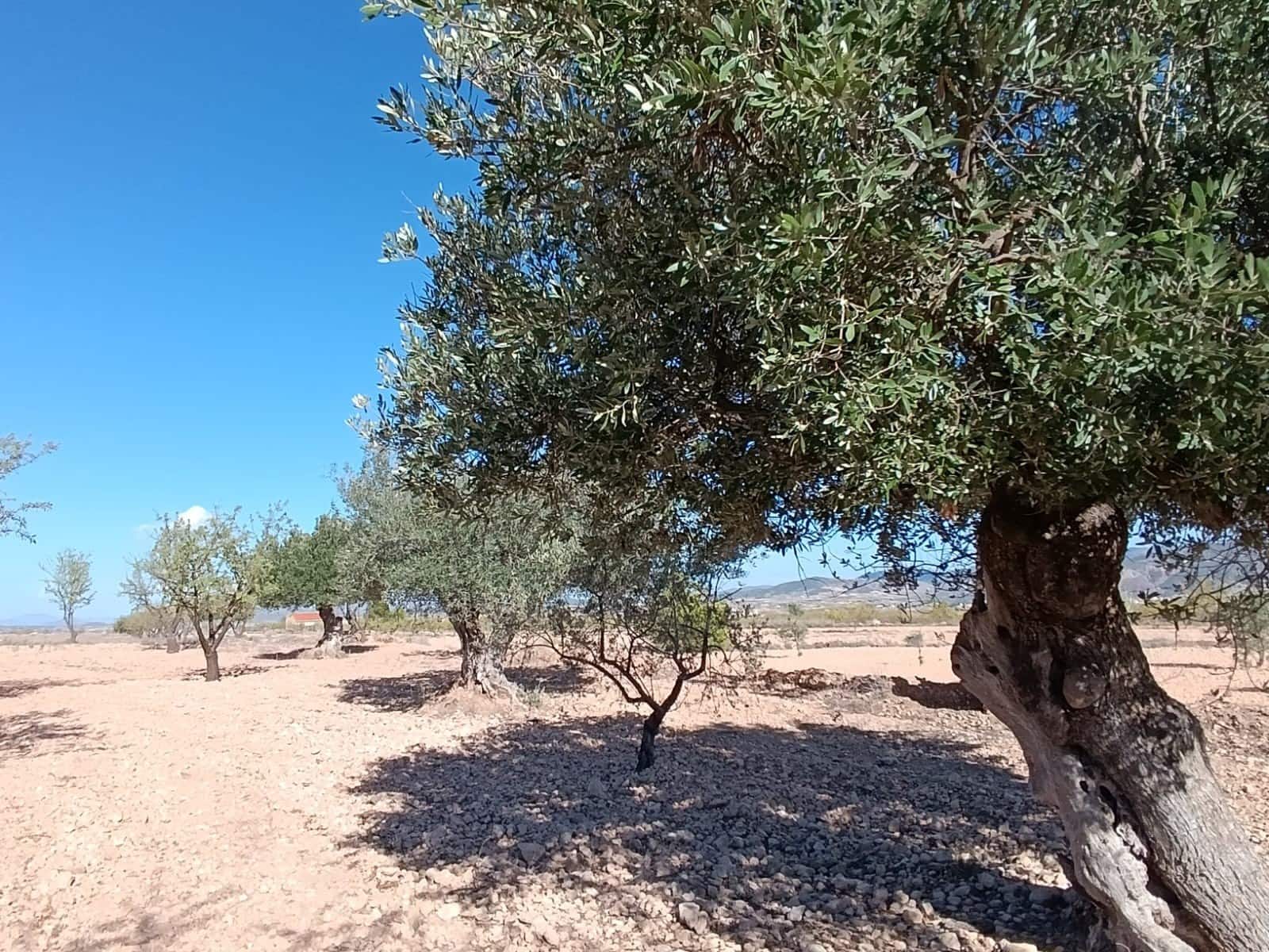 3 soveværelse Finca/Landehus til salg i Jumilla - € 135.995 (Ref: 9296536)