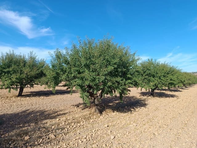 Terre non Aménagée à vendre à Yecla - 390 000 € (Ref: 9301956)