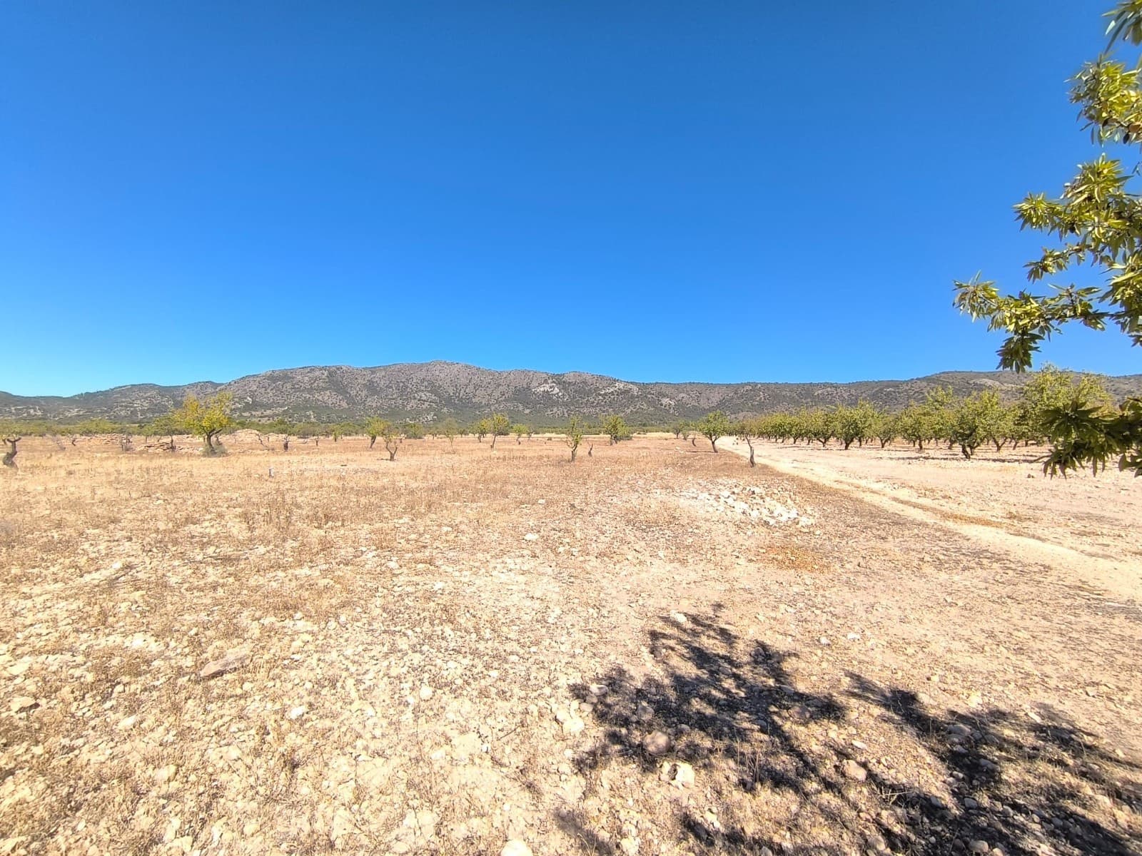 Mark till salu i Monovar / Monover - 50 000 € (Ref: 9302916)