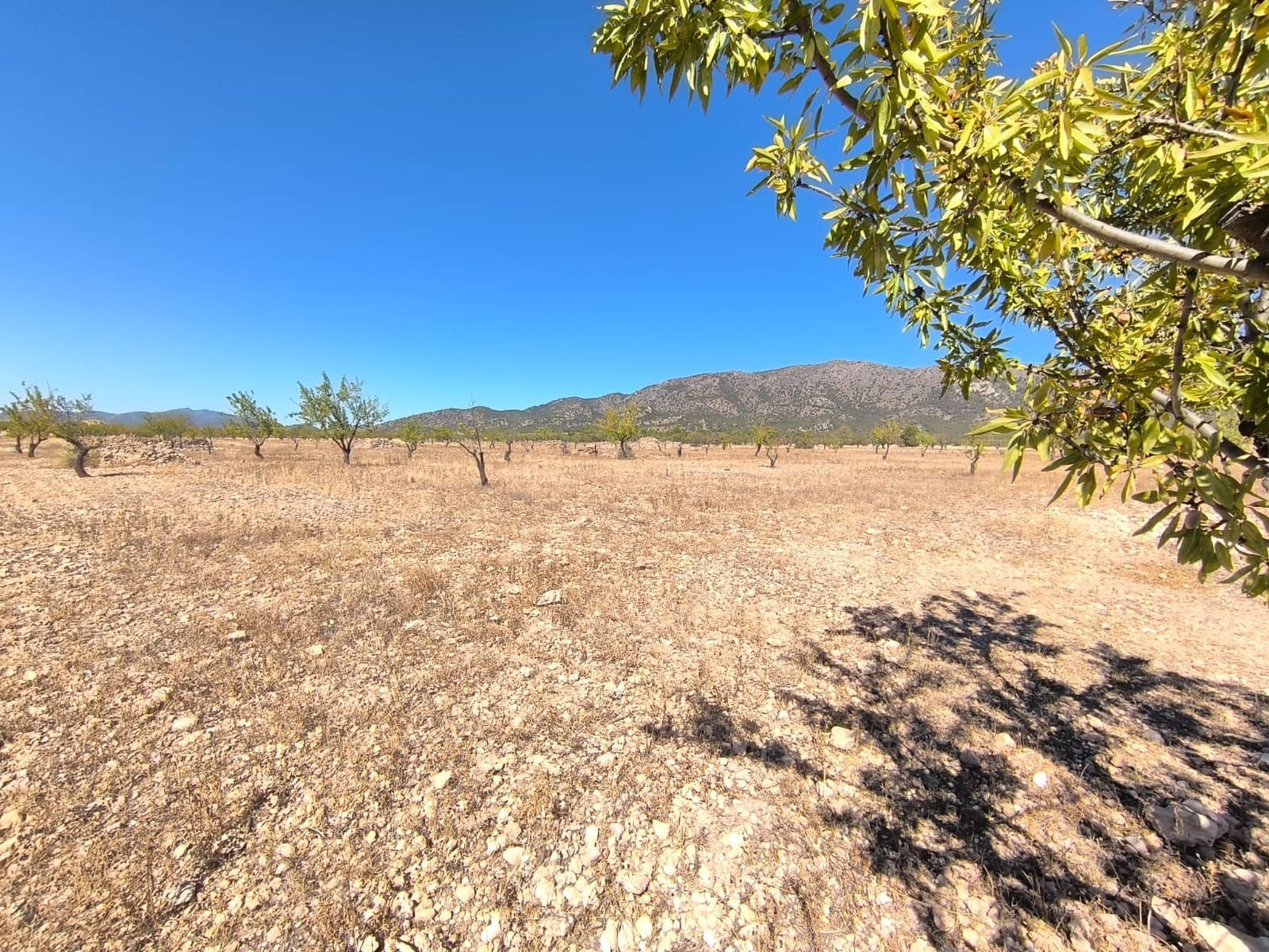 Mark till salu i Monovar / Monover - 50 000 € (Ref: 9302916)