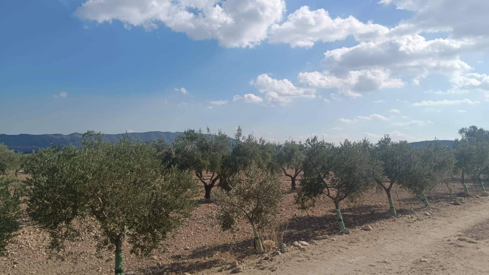 Grunde uden byggetilladelser til salg i Salinas - € 119.999 (Ref: 9325441)