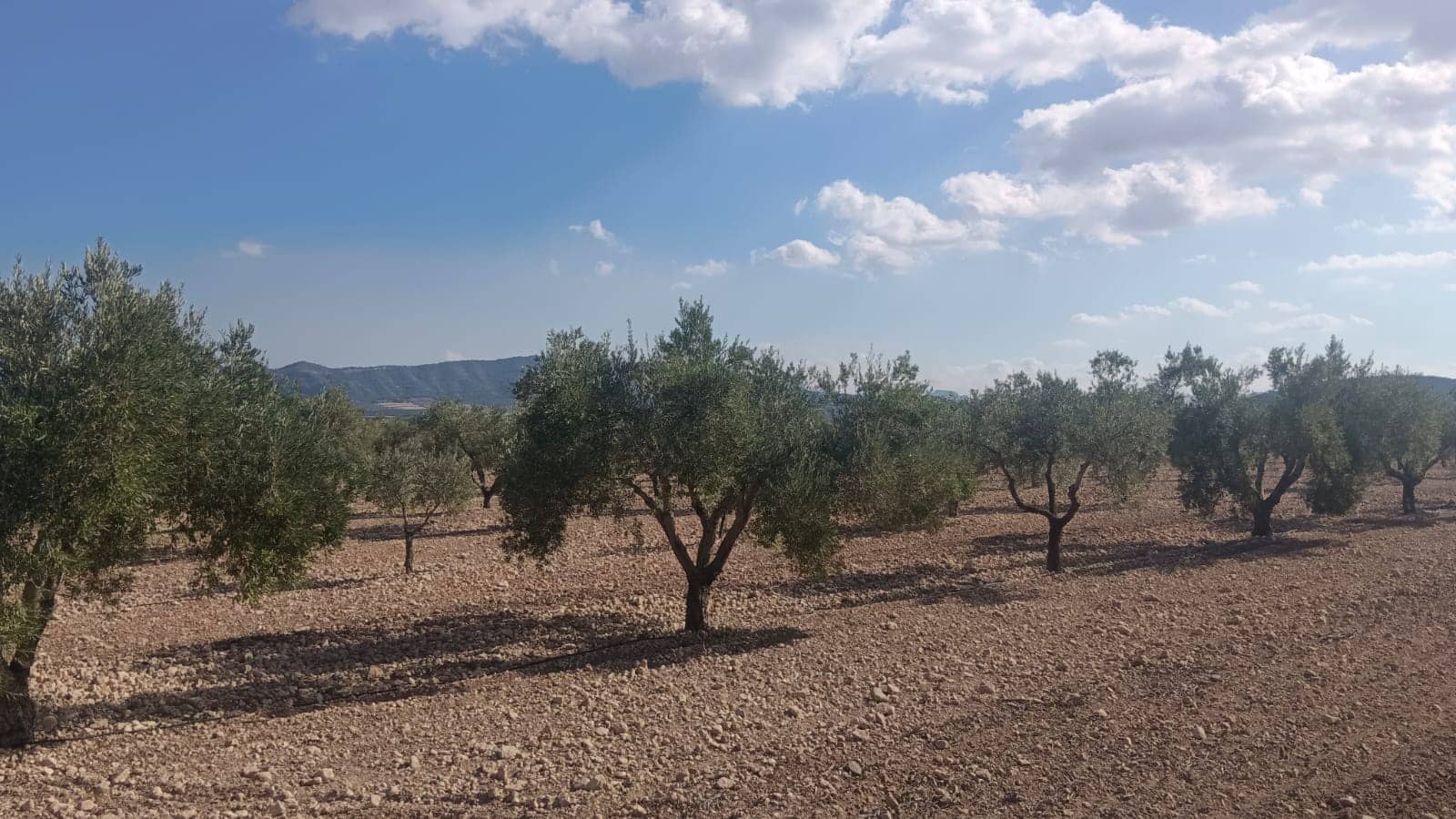 Grunde uden byggetilladelser til salg i Salinas - € 119.999 (Ref: 9325441)