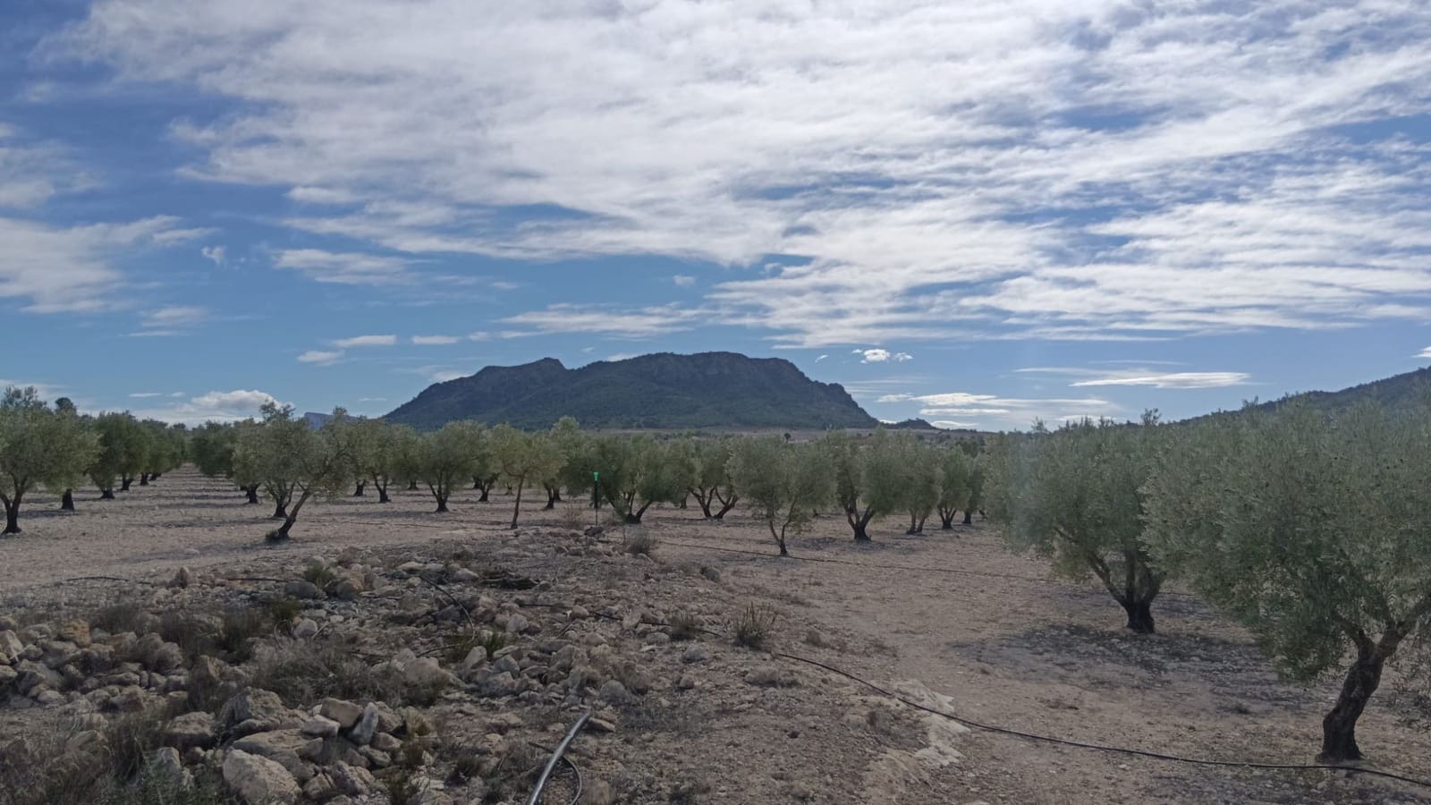 Undeveloped Land for sale in Salinas - € 90,000 (Ref: 9329542)