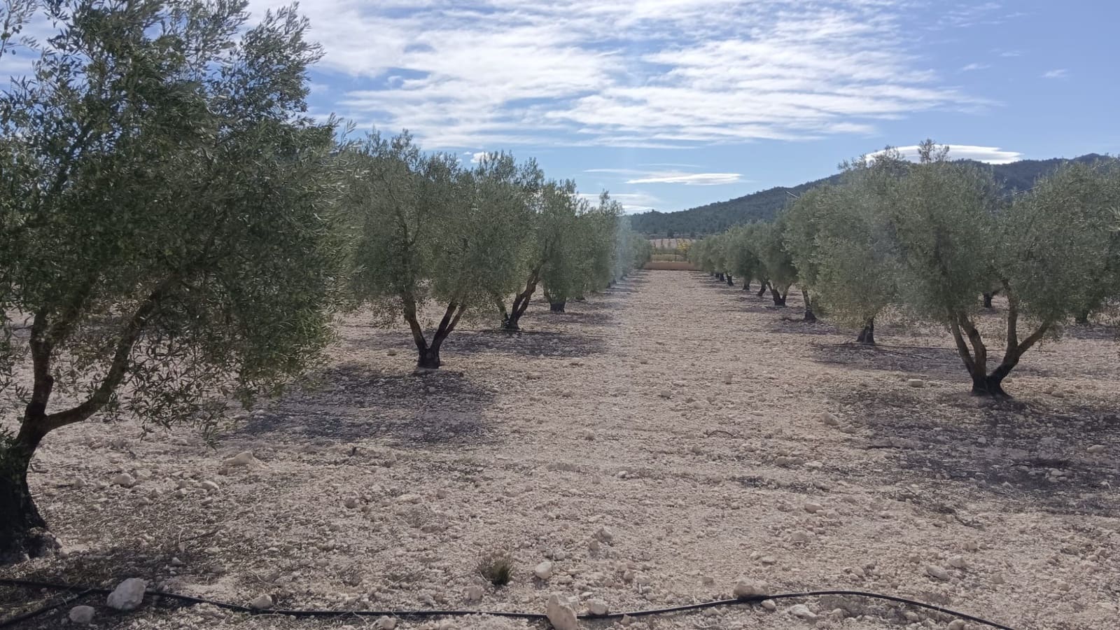 Undeveloped Land for sale in Salinas - € 90,000 (Ref: 9329542)