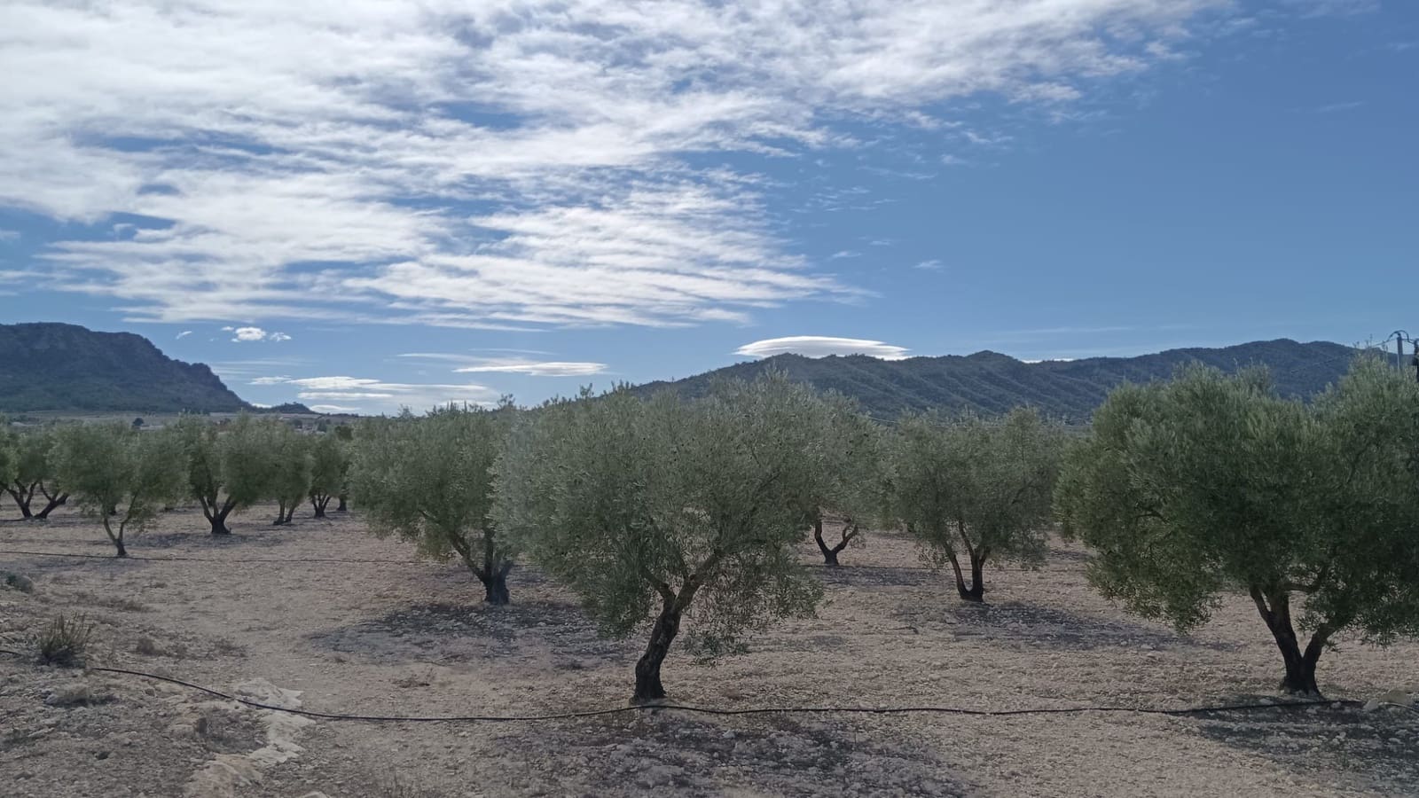 Terreno Non Edificato in vendita in Salinas - 90.000 € (Rif: 9329542)