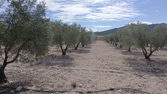 Grunde uden byggetilladelser til salg i Salinas - € 90.000 (Ref: 9329542)