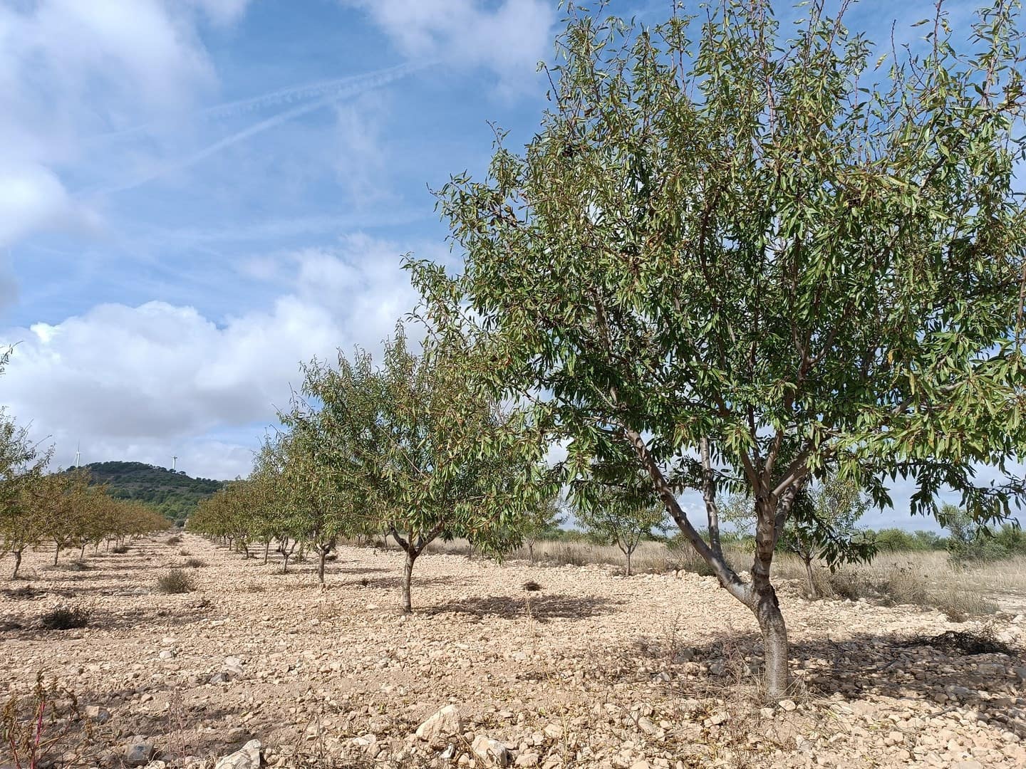 Ubebygd land til salgs i Yecla - € 69 900 (Ref: 9341638)