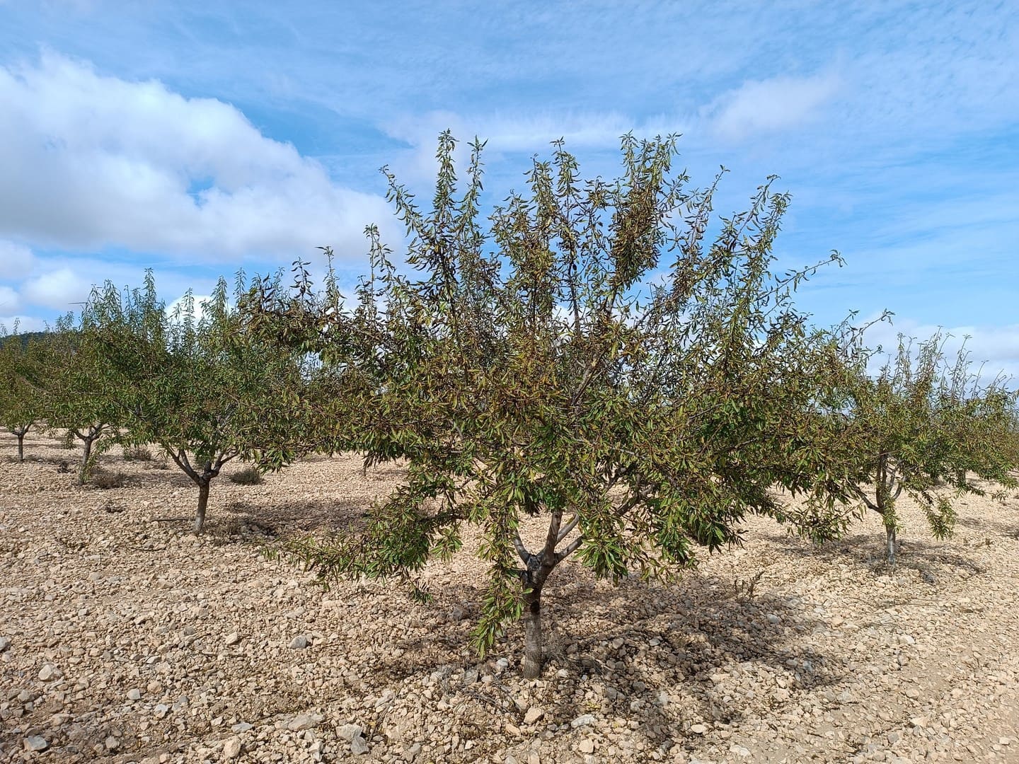 Ubebygd land til salgs i Yecla - € 69 900 (Ref: 9341638)