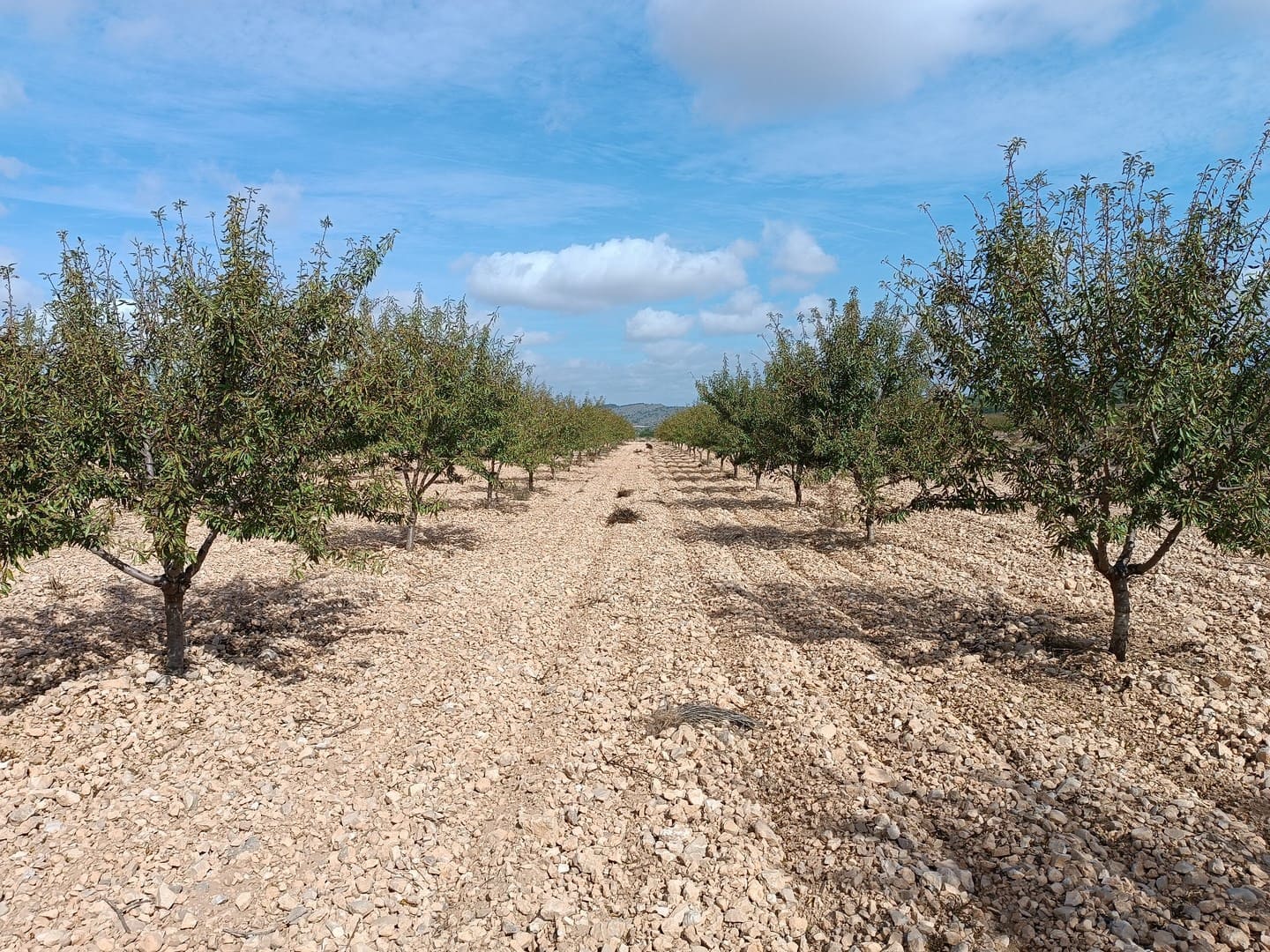 Ubebygd land til salgs i Yecla - € 69 900 (Ref: 9341638)