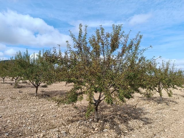 Ubebygd land til salgs i Yecla - € 69 900 (Ref: 9341638)