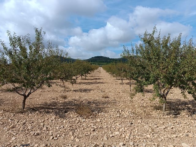 Terre non Aménagée à vendre à Yecla - 69 900 € (Ref: 9341638)
