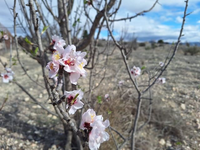 Undeveloped Land for sale in Salinas - € 55,000 (Ref: 9343942)