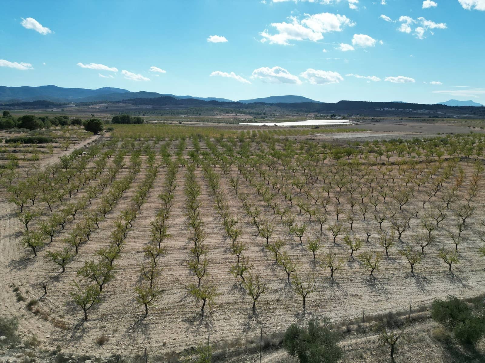 Grunde uden byggetilladelser til salg i Pinoso - € 49.500 (Ref: 9379706)