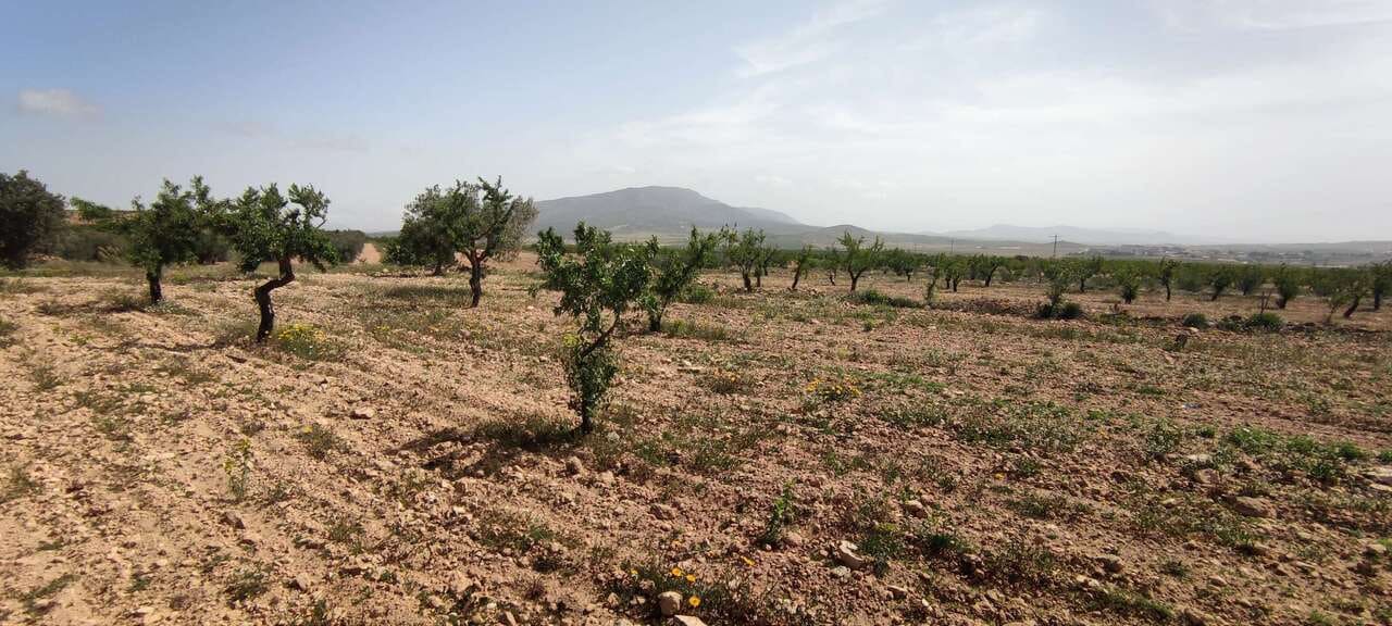 Finca/Country House for sale in Pinoso - € 49,900 (Ref: 9379709)