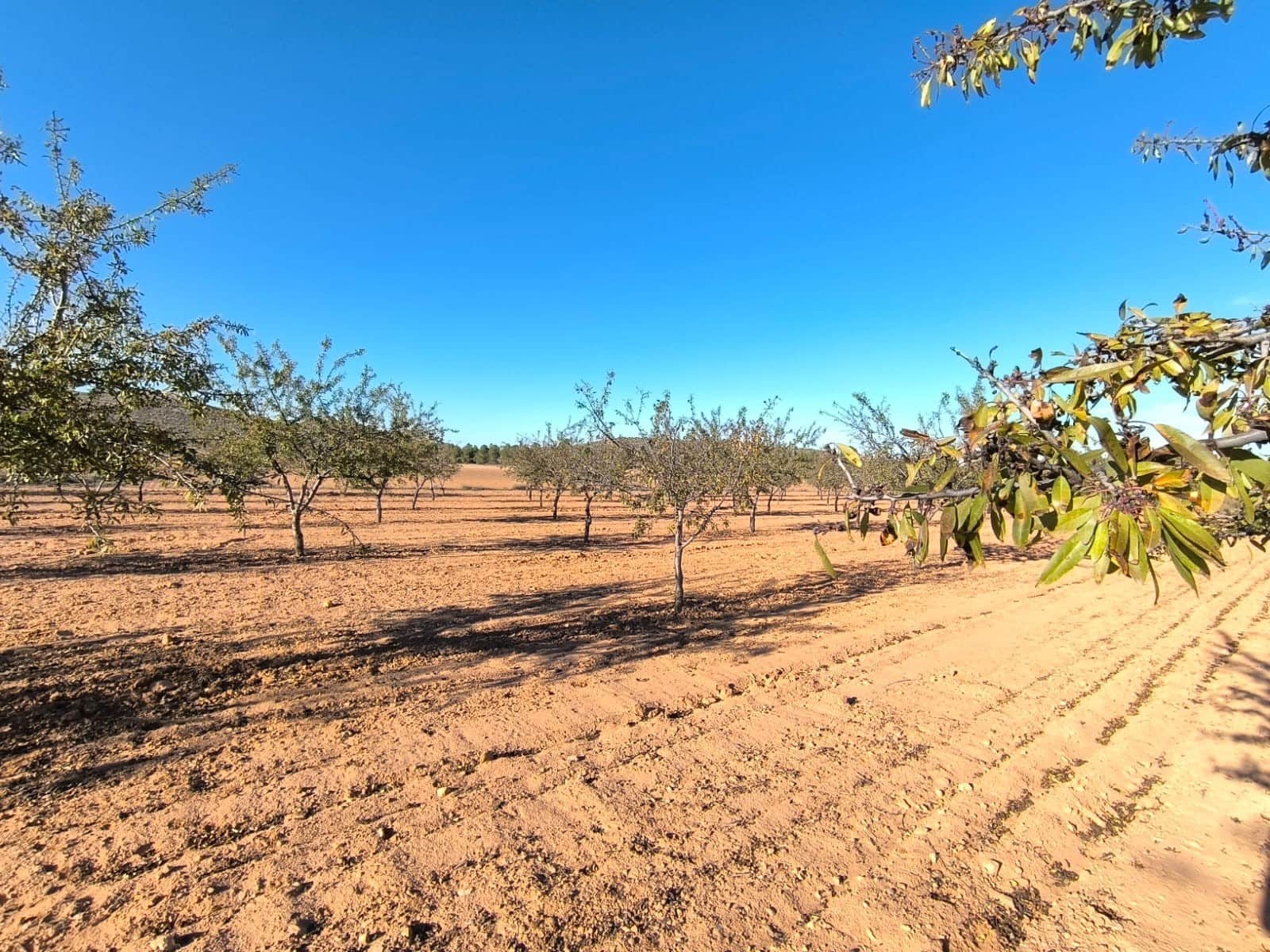Terre non Aménagée à vendre à Yecla - 48 000 € (Ref: 9380062)