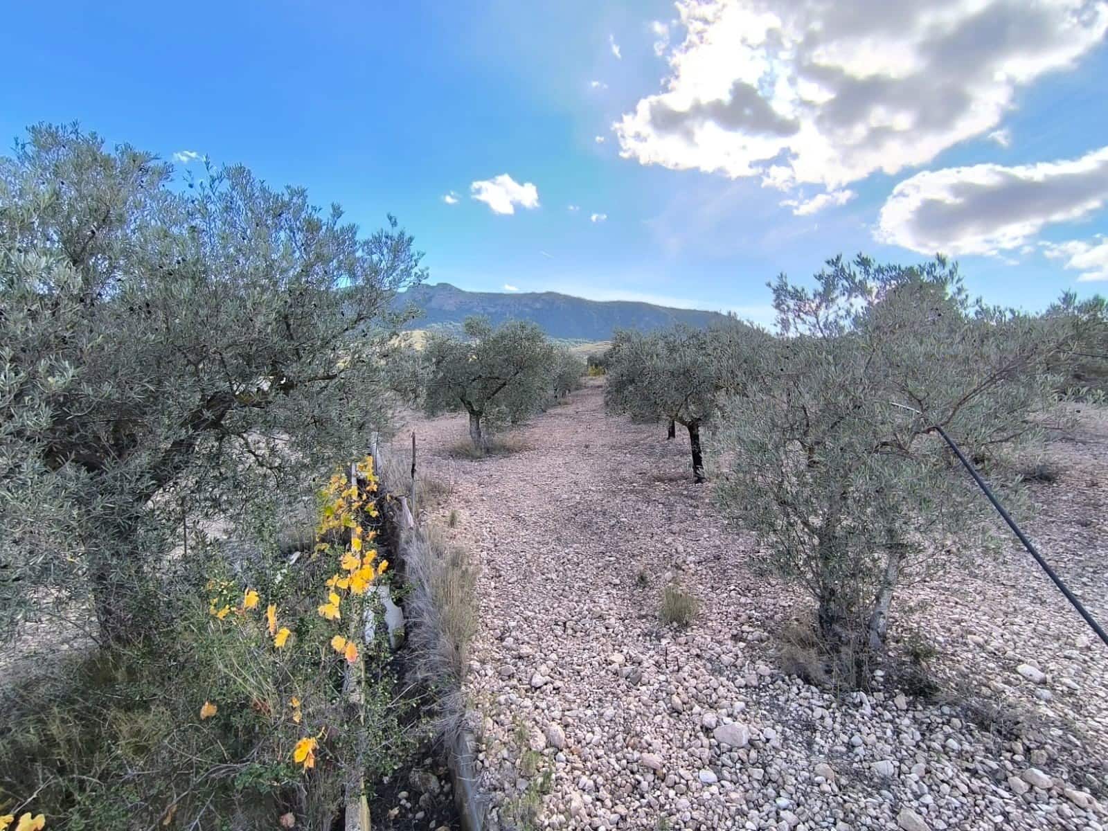 5 sypialnia Finka/Dom wiejski na sprzedaż w Yecla z basenem garażem - 70 000 € (Ref: 9407037)