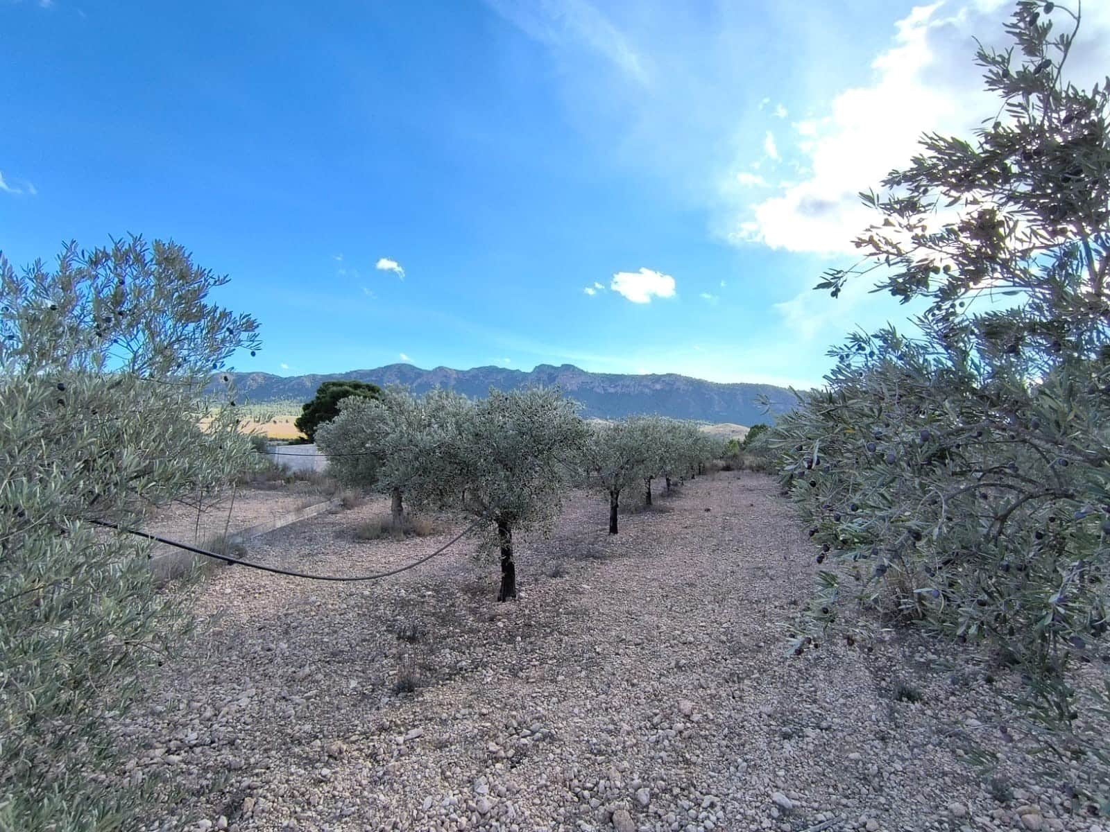 5 sypialnia Finka/Dom wiejski na sprzedaż w Yecla z basenem garażem - 70 000 € (Ref: 9407037)