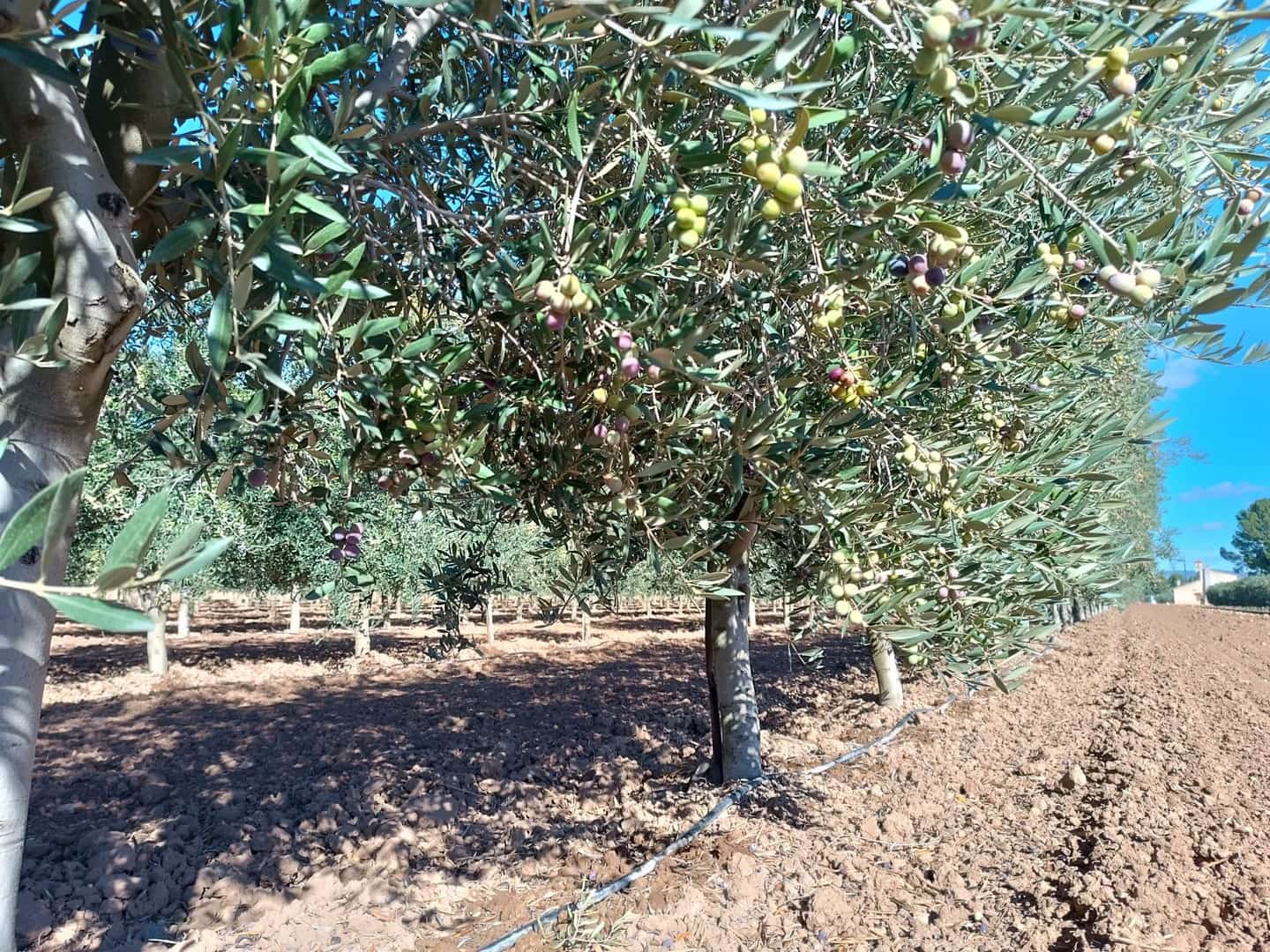 Chalet de 2 habitaciones en Yecla en venta - 210.000 € (Ref: 9407058)